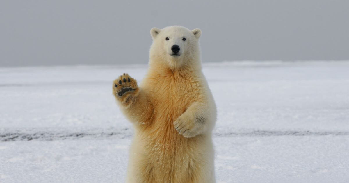 シロクマの写真