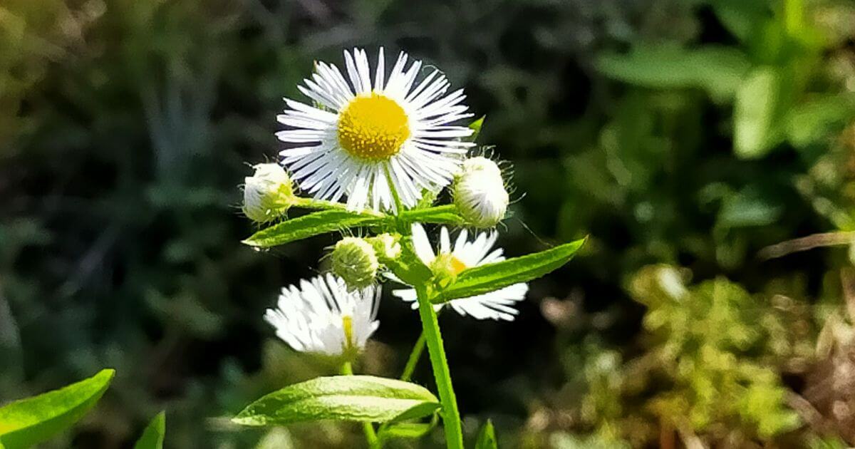 野の花の写真