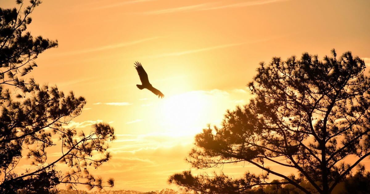 夕日と鳥