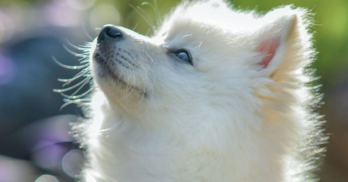 見上げる犬