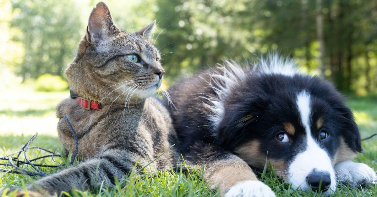 猫と犬