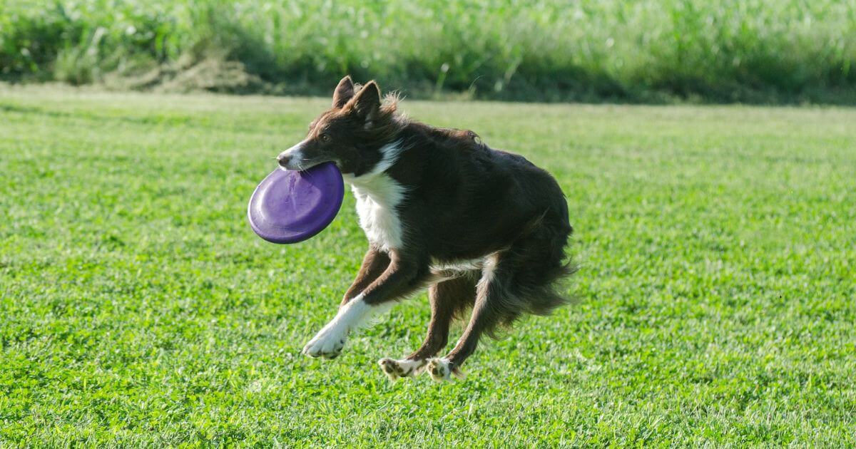 犬とフリスビー