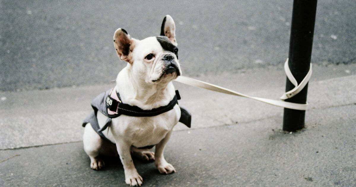 待ち望む犬