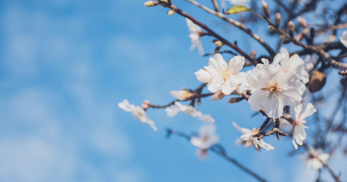 アーモンドの花