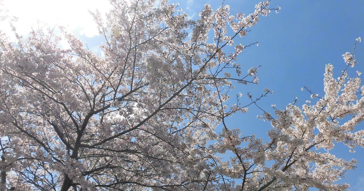 桜の写真