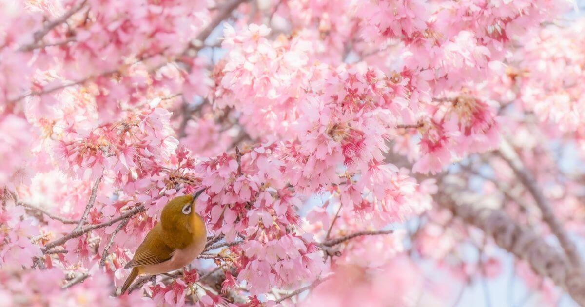 桜とメジロの写真