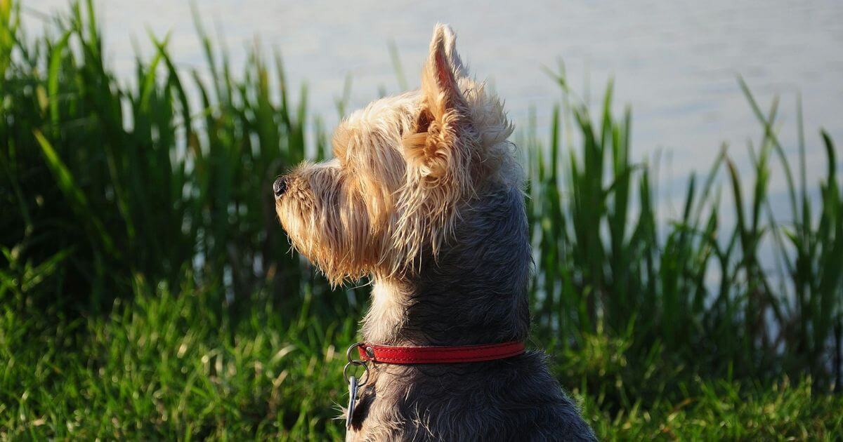 聞く犬