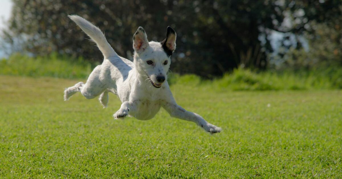 飛ぶ犬