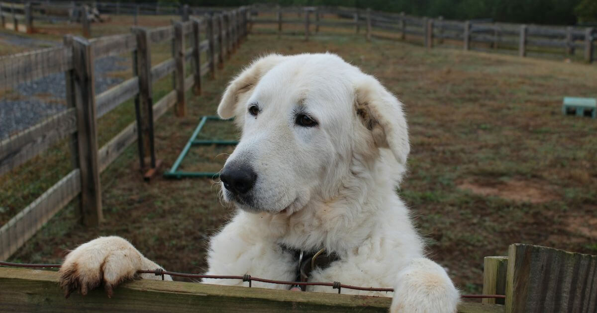 犬の写真