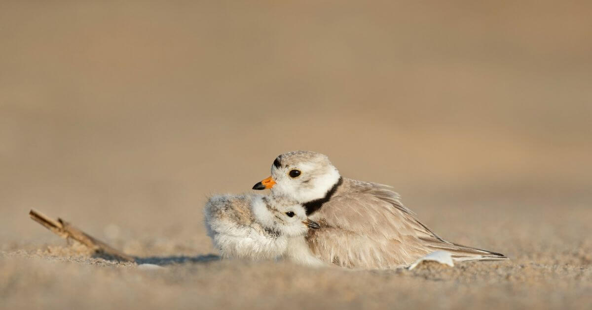 親子の鳥