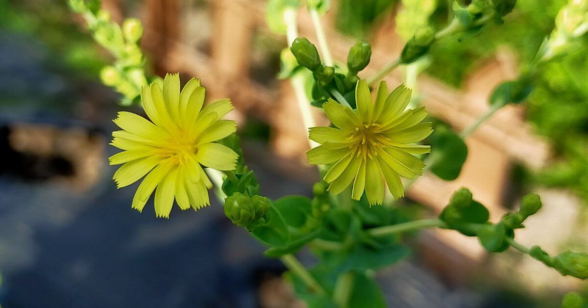 サラダ菜の花