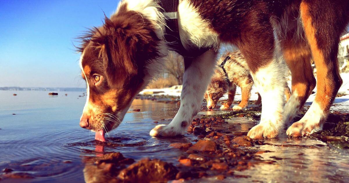 水を飲む犬