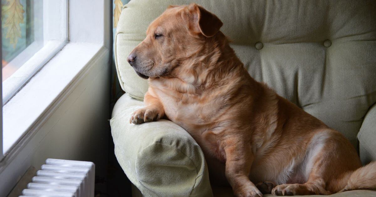 くつろぐ犬