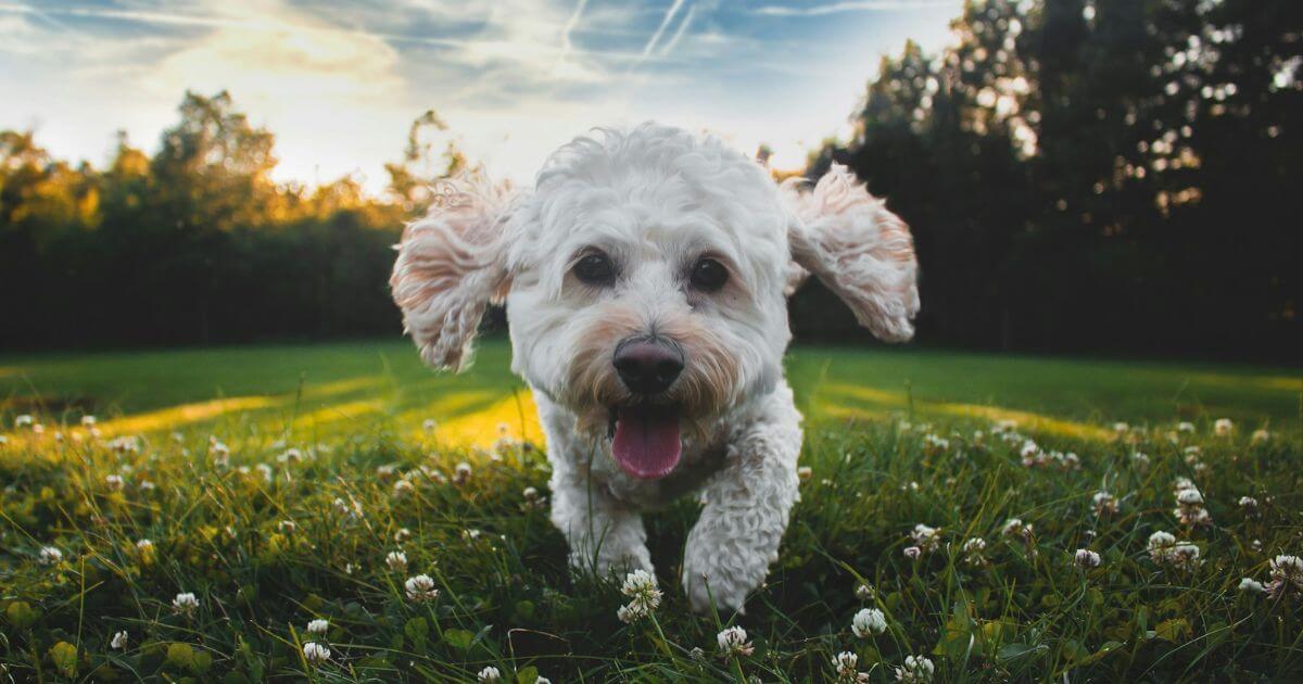 駆け寄る犬