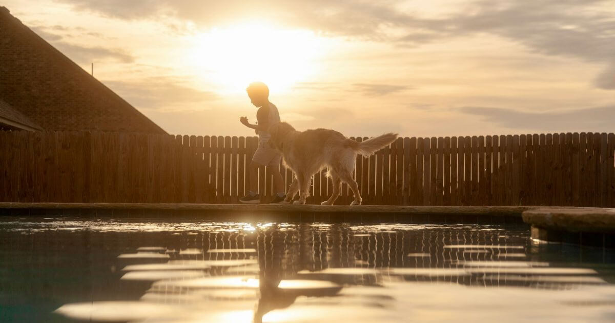 プールと犬と少年