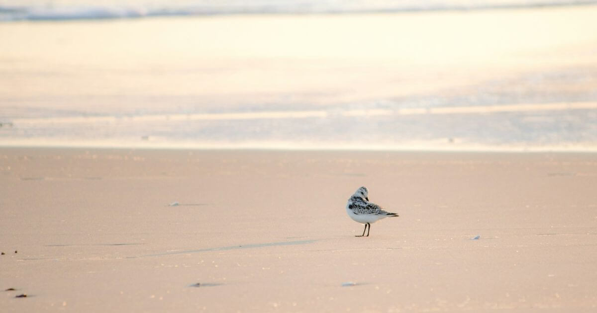 海と鳥