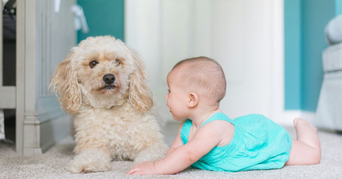 赤ちゃんとびっくり犬