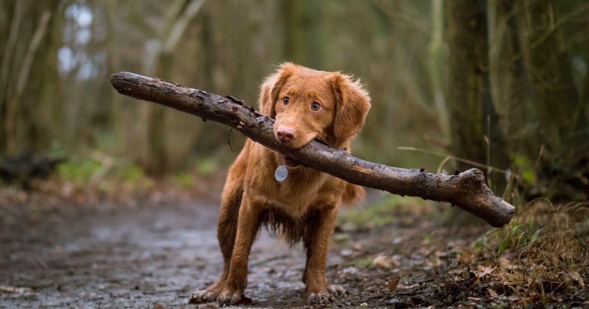 運ぶ犬