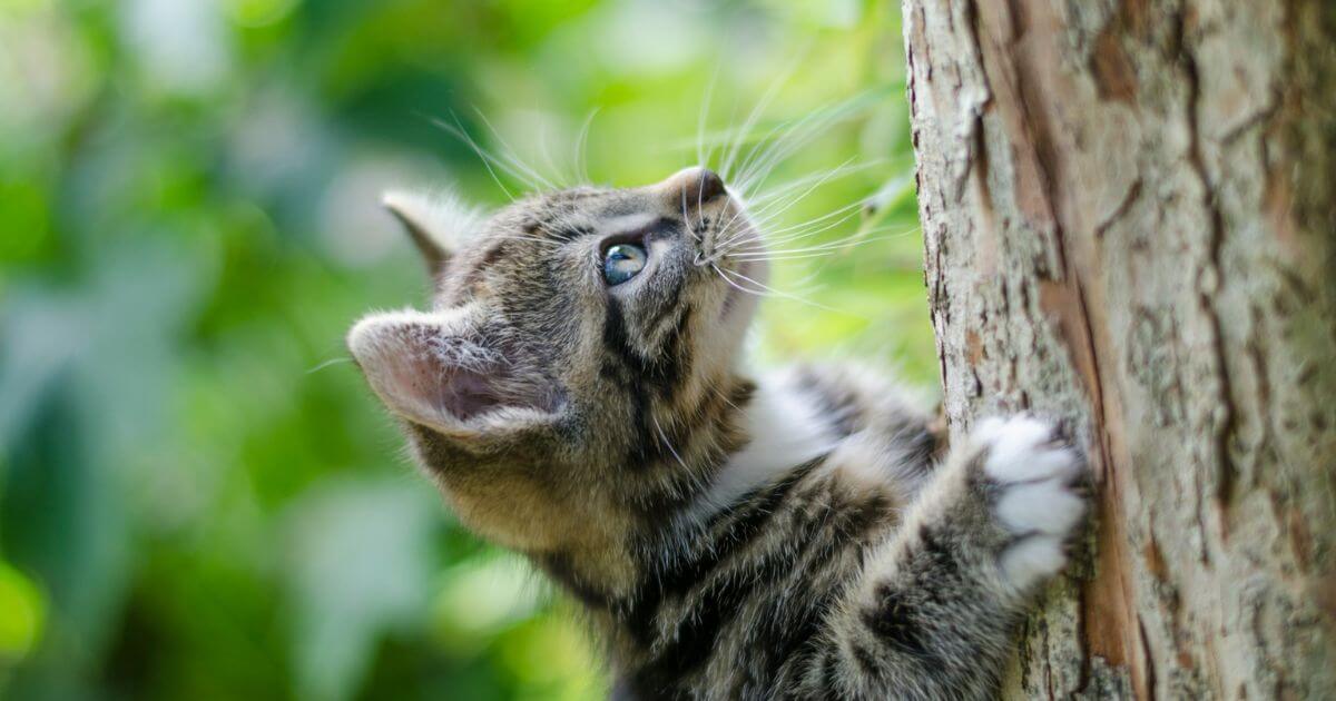 木登り猫