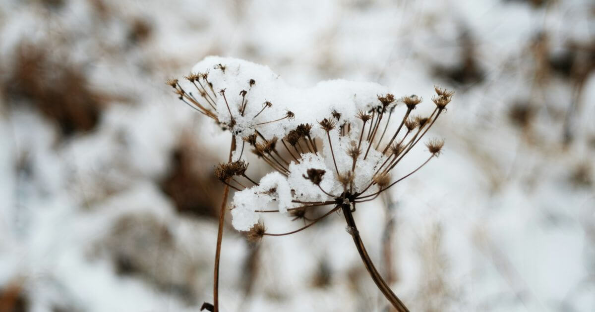 雪と植物
