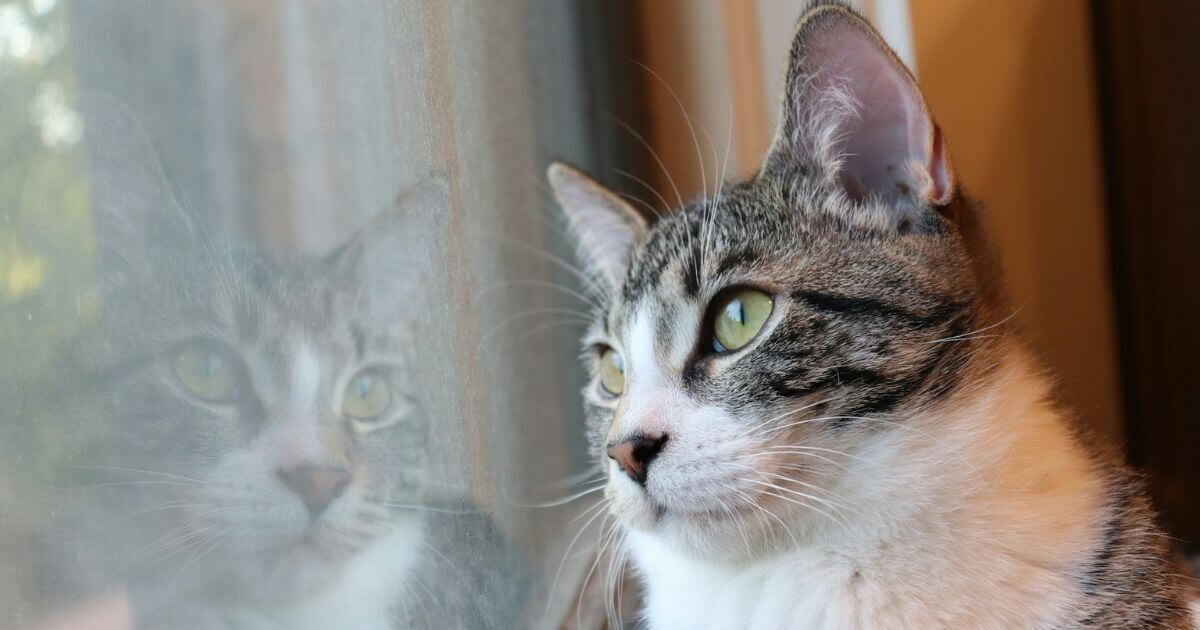 憂いのある猫