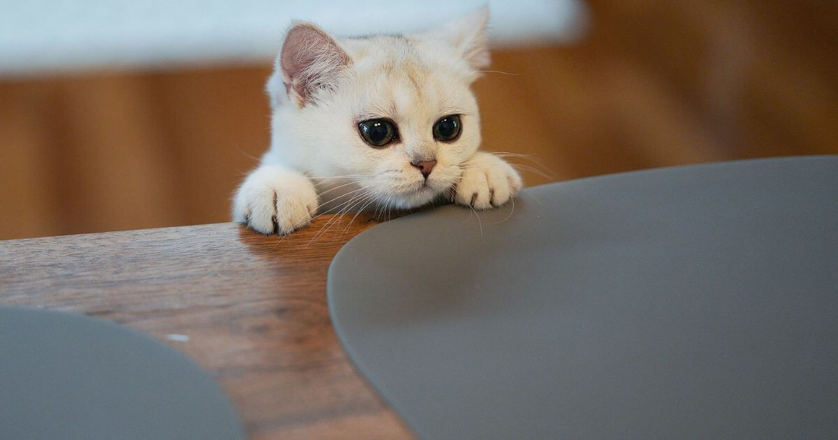 目を注ぐ猫