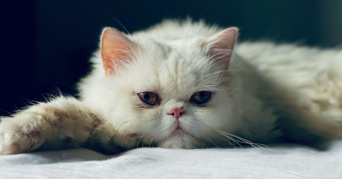 猫かわいい