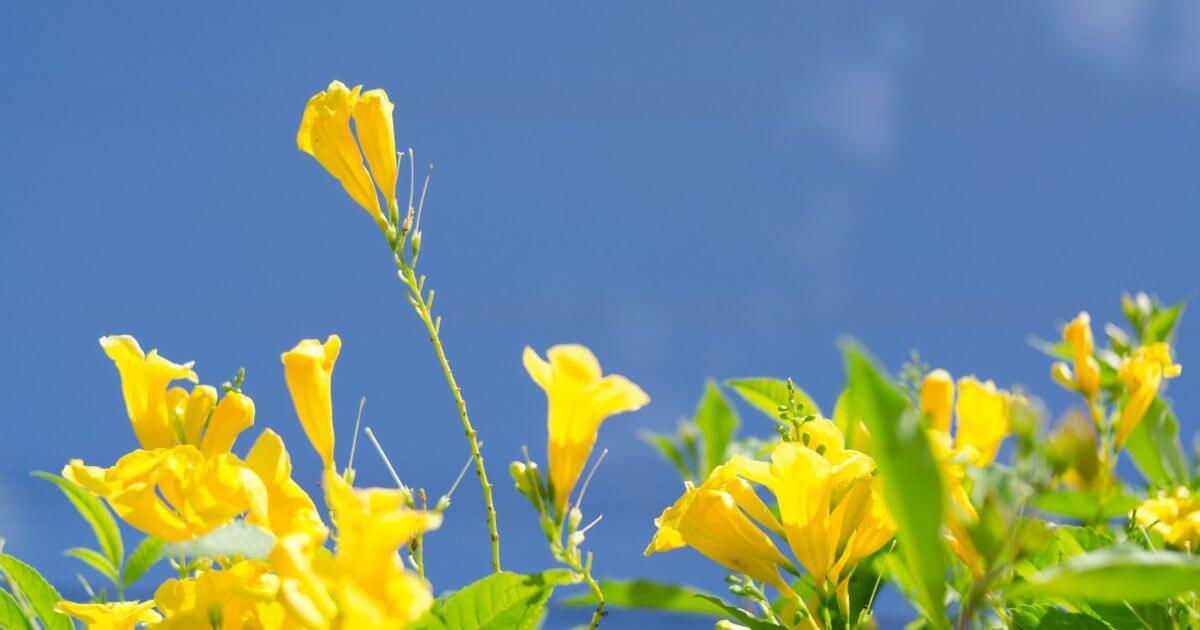 夏の花