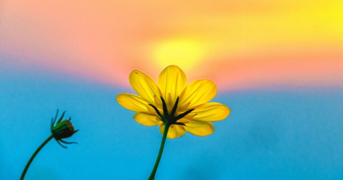 見上げる花