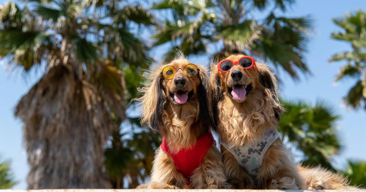 サングラスと犬