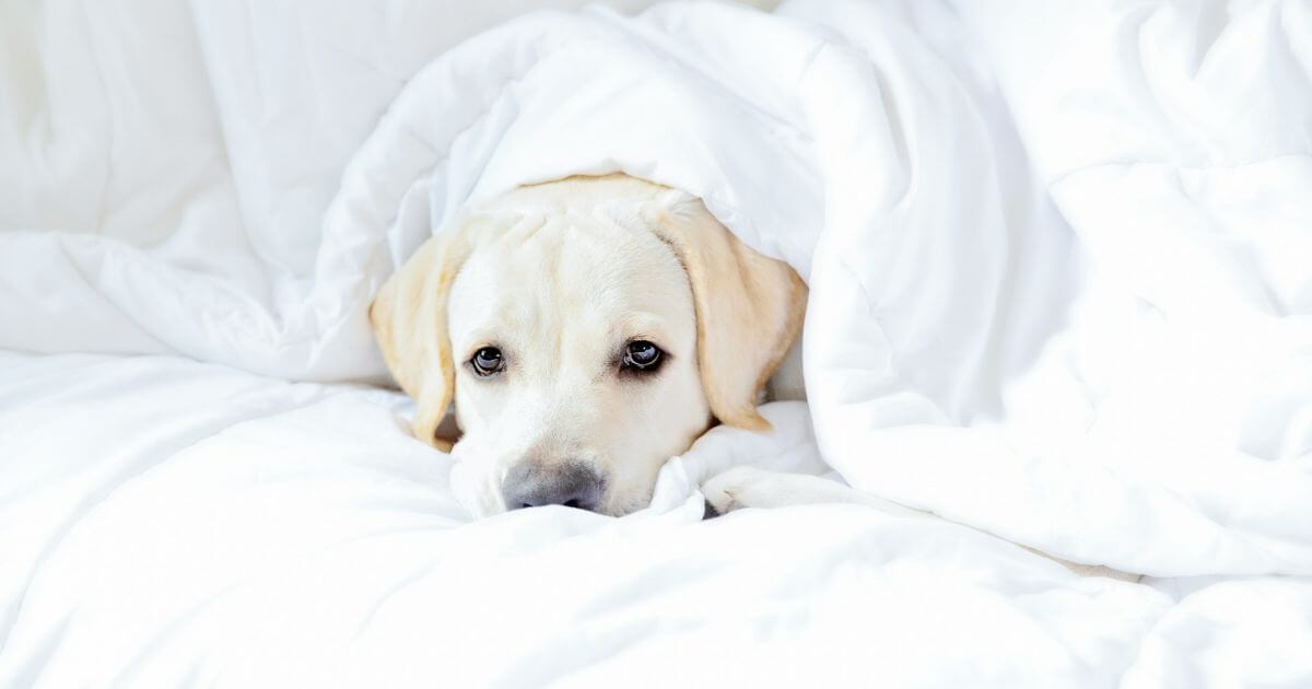 くるまる犬