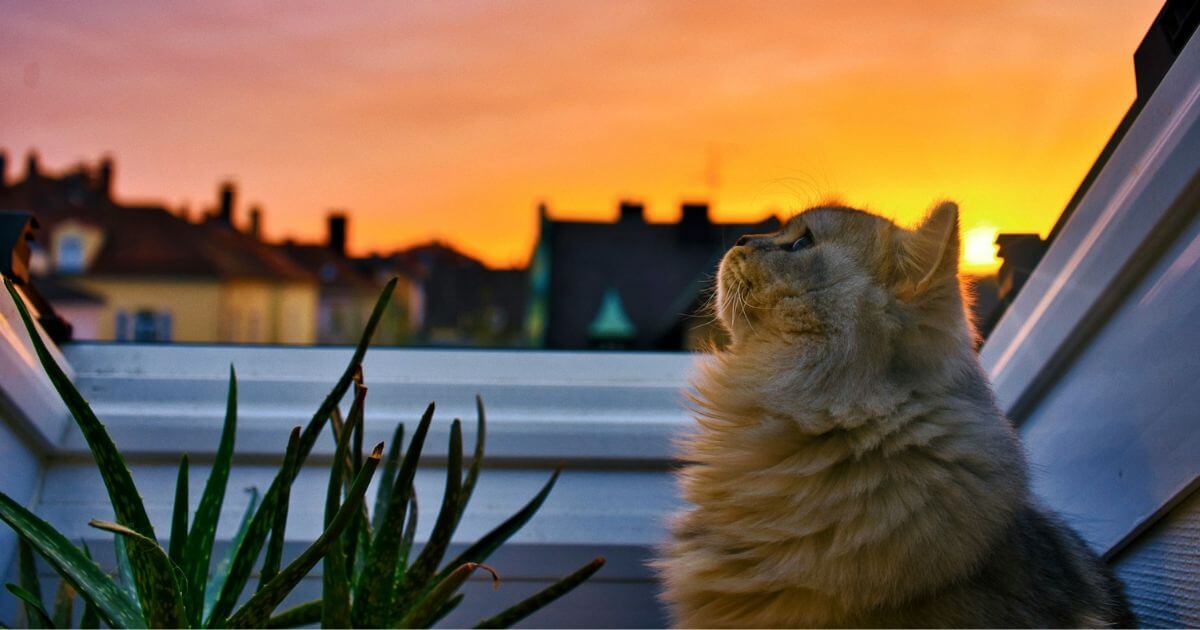 見上げる夕日と猫