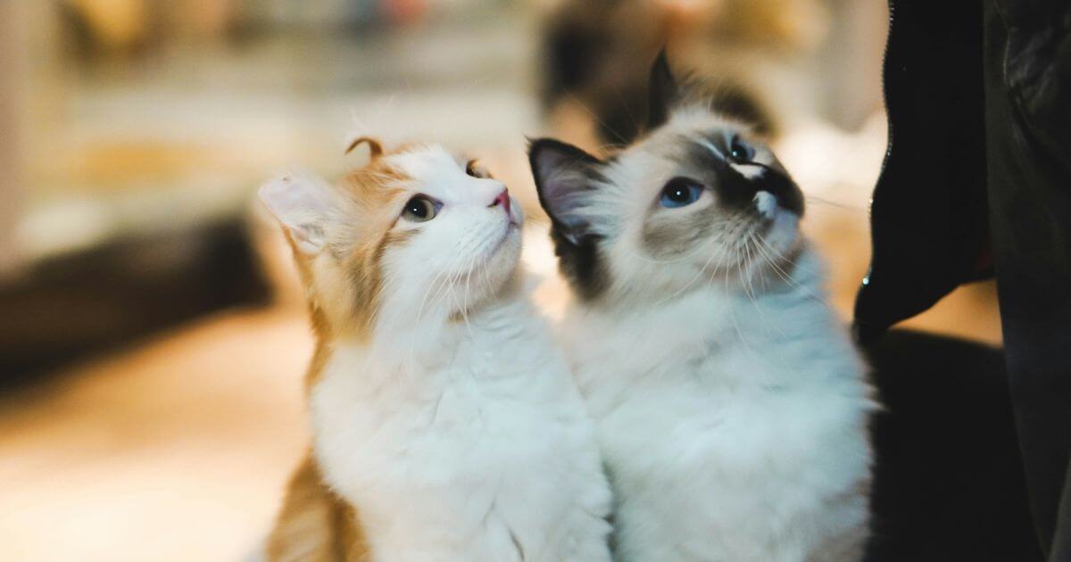 待ち望む猫
