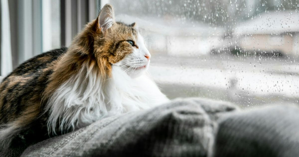 雨と猫