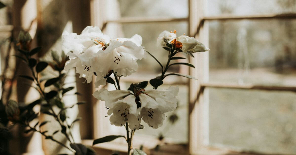 一輪の花が窓辺に