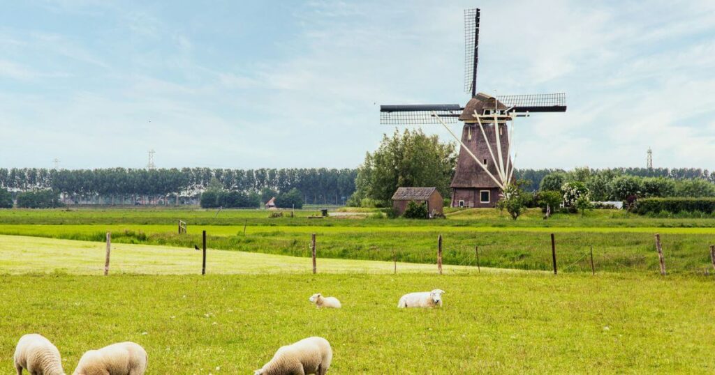 風車と羊