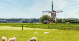 風車と羊