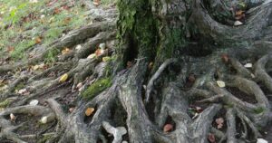 桑の木の根