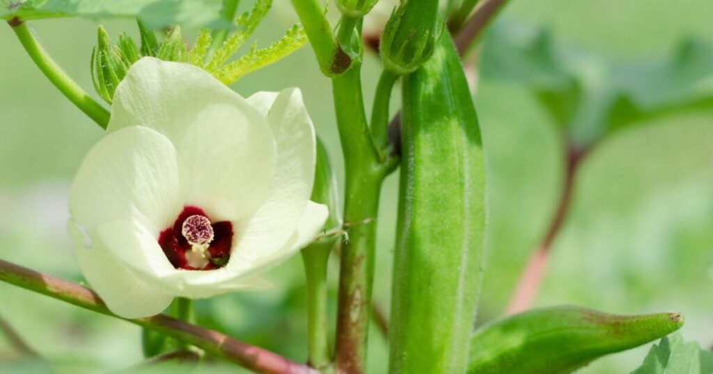オクラの花