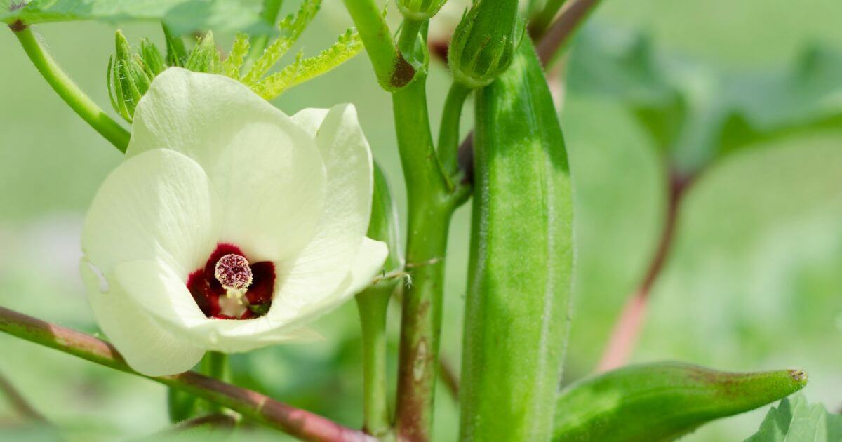 オクラの花