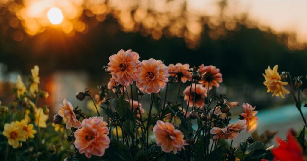 咲き誇る花